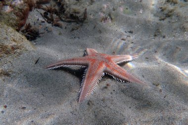 Kırmızı tarak kum seastarı - Astropecten aranciacus