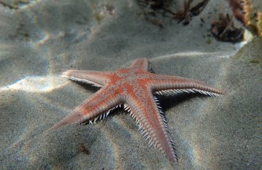 Kırmızı tarak kum seastarı - Astropecten aranciacus