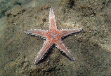 Kırmızı tarak kum seastarı - Astropecten aranciacus