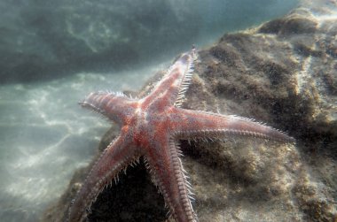Kırmızı tarak kum seastarı - Astropecten aranciacus