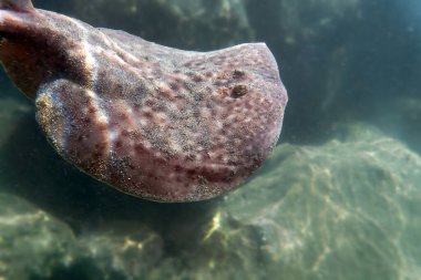  Mermer elektrik ışını - (Torpido marmorata)