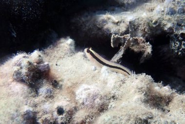 Uzun çizgili blenny balığı - Parablennius rouxi
