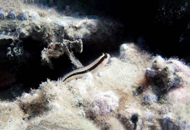 Uzun çizgili blenny balığı - Parablennius rouxi