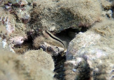 Uzun çizgili blenny balığı - Parablennius rouxi