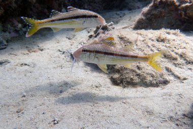 Çizgili kırmızı kefal veya surmuletus (Mullus surmuletus))