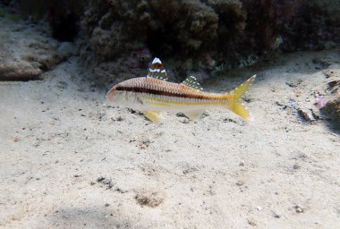 Çizgili kırmızı kefal veya surmuletus (Mullus surmuletus))