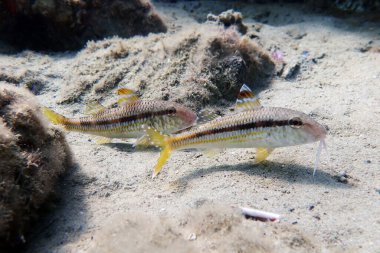 Çizgili kırmızı kefal veya surmuletus (Mullus surmuletus))