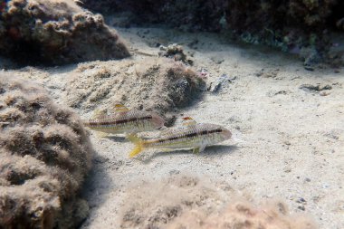 Çizgili kırmızı kefal veya surmuletus (Mullus surmuletus))