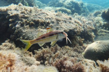 Çizgili kırmızı kefal veya surmuletus (Mullus surmuletus))