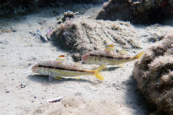 Çizgili kırmızı kefal veya surmuletus (Mullus surmuletus))