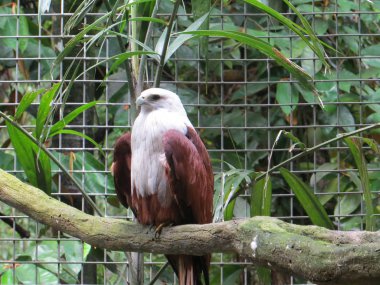 Jakarta, Endonezya-Mart 25, 2017: Ragunan hayvanat bahçesinde ağaç dalları üzerinde beyaz boyun kartal ayakta.