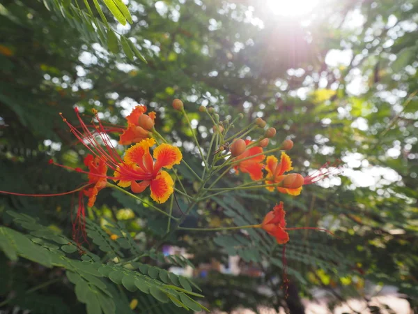 Tavus kuşu çiçek (Caesalpinia Pulcherrima) veya Barbados pride Park.