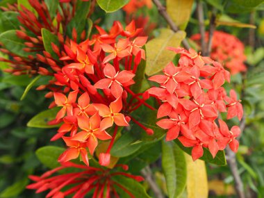 Jakarta, Endonezya - 7 Ağustos 2018: Kota Tua nehir üzerinde kırmızı çiçekler.