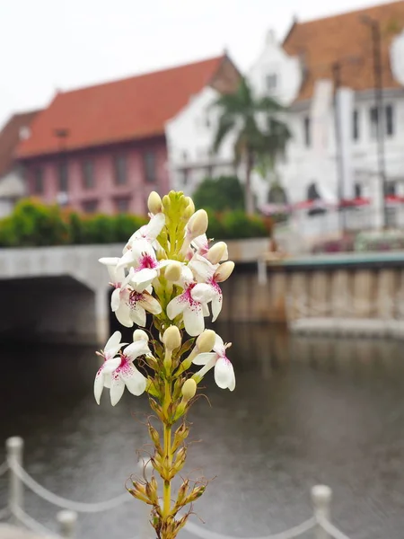 Jacarta Indonésia Agosto 2018 Flores Brancas Com Fundo Rio Kali — Fotografia de Stock