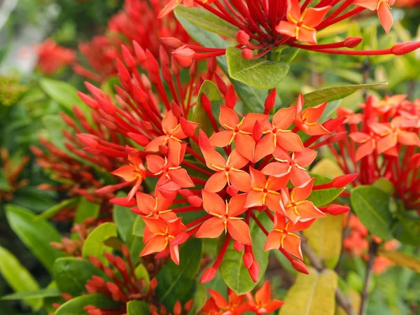 Jakarta, Endonezya - 7 Ağustos 2018: Kota Tua nehir üzerinde kırmızı çiçekler.