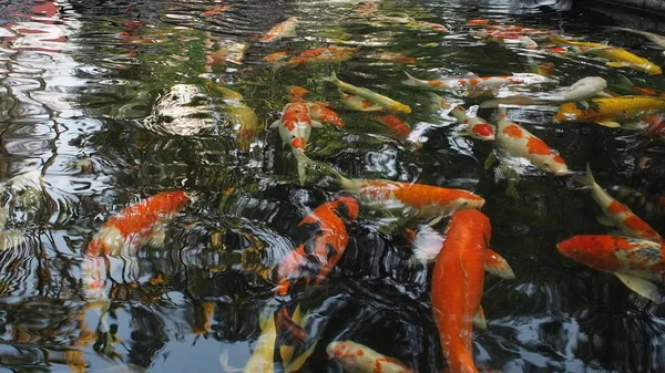 Tangerang Indonésia Setembro 2018 Peixes Koi Japoneses Nadando Lagoa — Fotografia de Stock