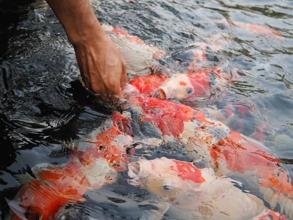 Tangerang Indonesia September 2018 Japanese Koi Fish Being Fed Pond — Stock Photo, Image