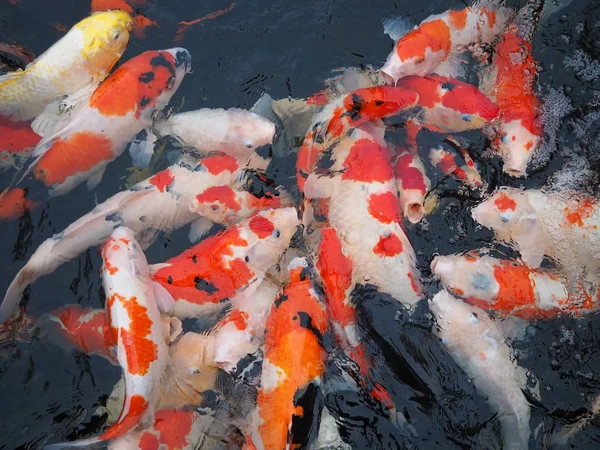 Tangerang Indonesia September 2018 Ikan Koi Jepang Diberi Makan Kolam — Stok Foto