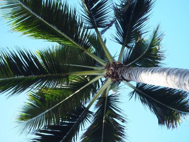 Bali adasındaki palmiye ağaçlarının arka planı.