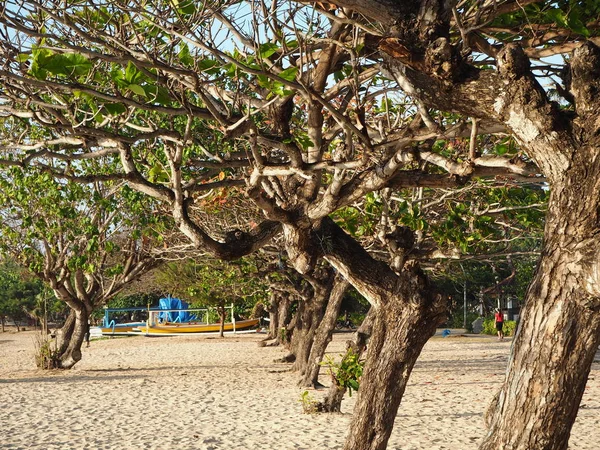 Denpasar Indonésia Agosto 2019 Antecedentes Árvores Tortas Sanur Beach — Fotografia de Stock