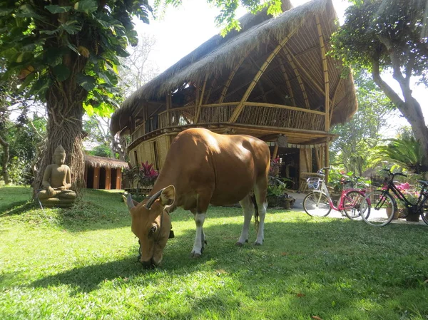 インドネシアのデンパサール 9月の29 2019 牛はサヌールビーチエリアの自然竹の家の前の庭で放牧されています — ストック写真
