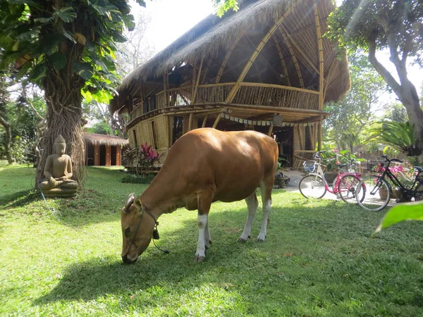インドネシアのデンパサール 9月の29 2019 牛はサヌールビーチエリアの自然竹の家の前の庭で放牧されています — ストック写真