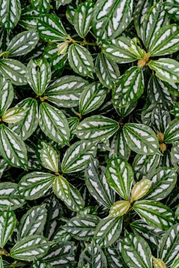 Kat arka plan görüntüsünü yeşil yaprakları