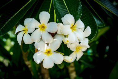 Beyaz Plumeria yeşil yaprakları arka plan üzerinde örümcek ağı ile