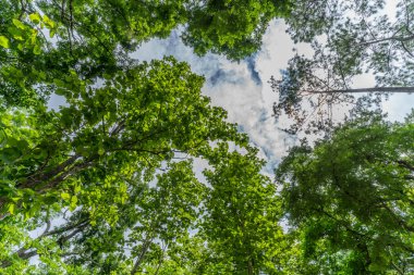 Yeşil ağaçlar ormandaki görüntülemek için aşağıdan top