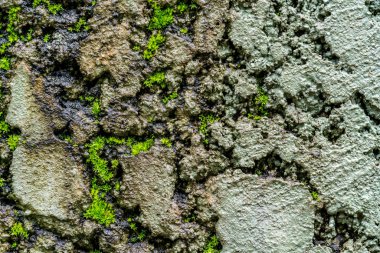 Yeşil yosun ile eski beton duvar