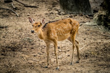 Kahverengi Sika geyik dişi