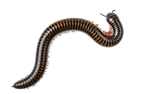 Gambar Millipede Pada Latar Belakang Putih — Stok Foto