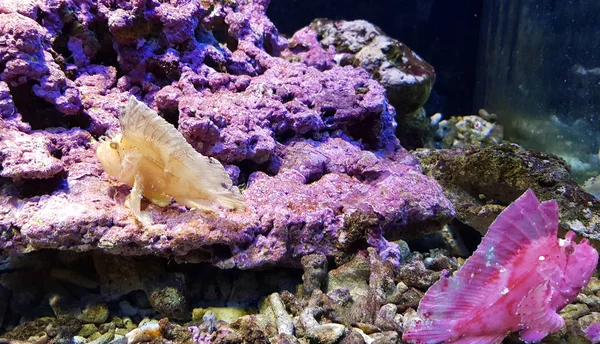 Akvaryum redfish birkaç