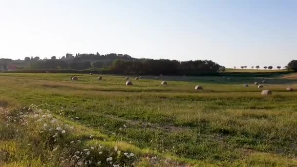 Fantastic Summer Rural Inspirational Landscape Marche Italian Region — Stock Video