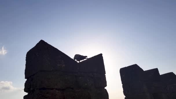 Bird Silhouette Castle Wall Sunset Time — Stock Video