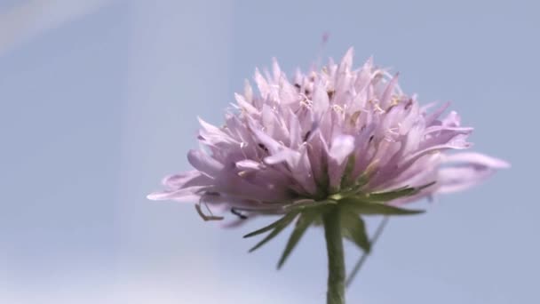 Grupo Hormigas Corren Sobre Los Pétalos Rosados Flor — Vídeos de Stock