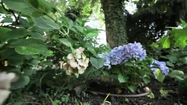 Ein Makrodetail Auf Dem Schieberegler Einer Violetten Blume Garten — Stockvideo