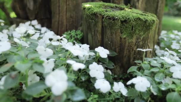 庭の白い花のスライダーのマクロについて — ストック動画