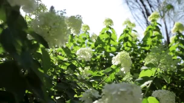 Detal Makro Suwak Biały Kwiat Ogrodzie — Wideo stockowe
