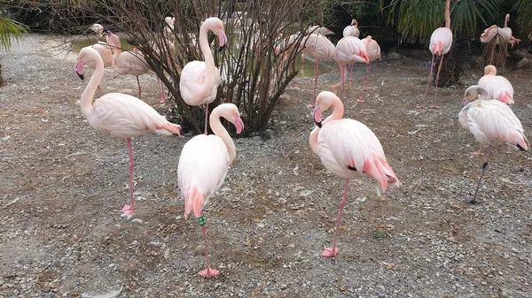 An pembe flamingolar ile İtalyan Hayvanat Bahçesi