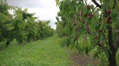 İtalyan kırsalında kiraz yetiştirmek