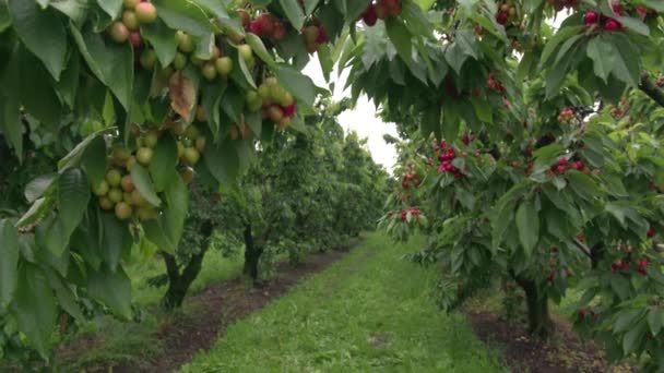 Kersen Verbouwen Het Italiaanse Platteland — Stockvideo