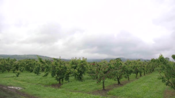 Cultivo Cerezas Campo Italiano — Vídeo de stock