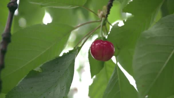 Cultivo Cerezas Campo Italiano — Vídeo de stock