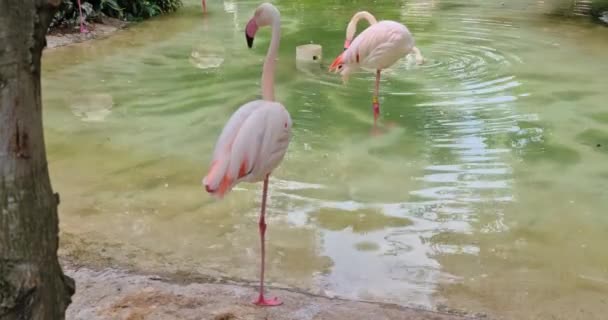 Grand groupe de flamants roses