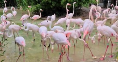 Büyük pembe flamingo grubu