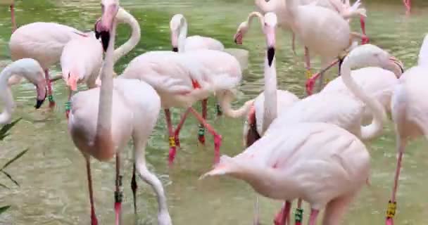 Stor Grupp Rosa Flamingos — Stockvideo