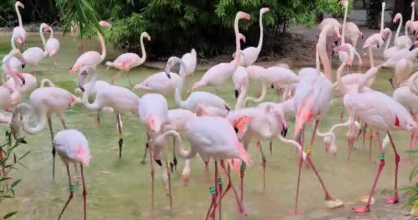 Grande Grupo Flamingos Rosa — Vídeo de Stock