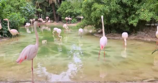 Stor Grupp Rosa Flamingos — Stockvideo