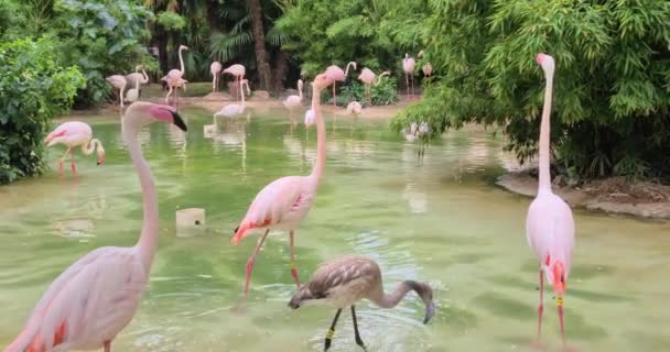 Stor Grupp Rosa Flamingos — Stockvideo